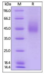 Human B7-1, His Tag on SDS-PAGE under reducing (R) condition. The gel was stained overnight with Coomassie Blue. The purity of the protein is greater than 90%.